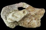 Fossil Synapsid Pelvic Bone Fragment - Texas #107006-1
